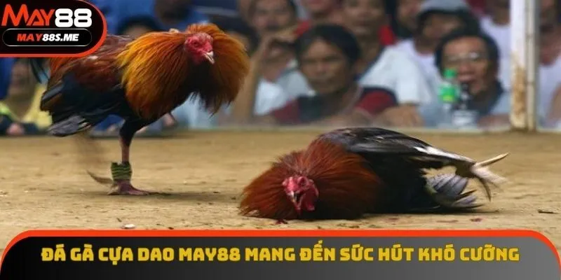 Đá gà cựa dao May88 mang đến sức hút khó cưỡng
