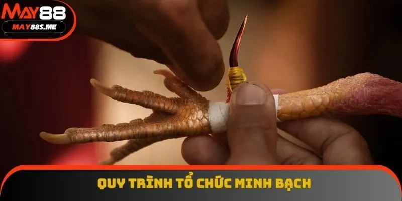Quy trình tổ chức các trận đấu được cam kết công bằng tuyệt đối