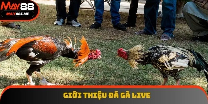 Giới thiệu về cá cược đá gà live