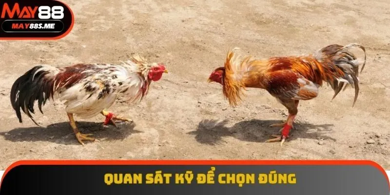 Quan sát kỹ đối tượng ra sân để chọn con thắng