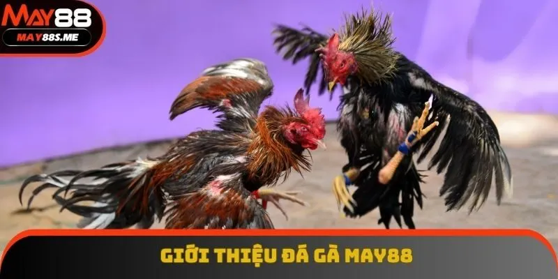 Tổng quan đá gà May88