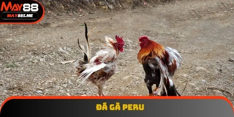 Đá gà Peru mang đến những trận đấu kịch tính, gay cấn