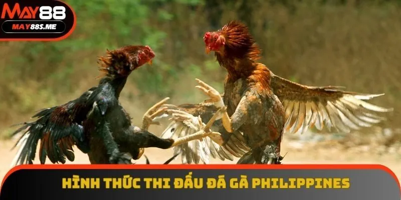 Hình thức thi đấu đá gà Philippines