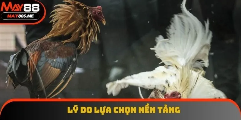 Lý do lựa chọn nền tảng