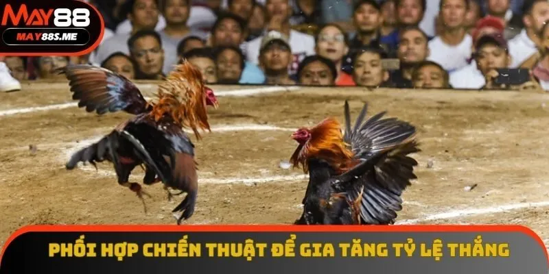 Phối hợp các chiến thuật để gia tăng tỷ lệ thắng cược