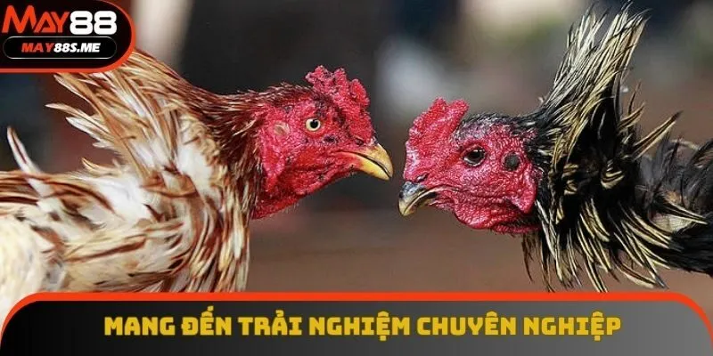 Đá gà thomo tại May88 mang đến trải nghiệm chuyên nghiệp