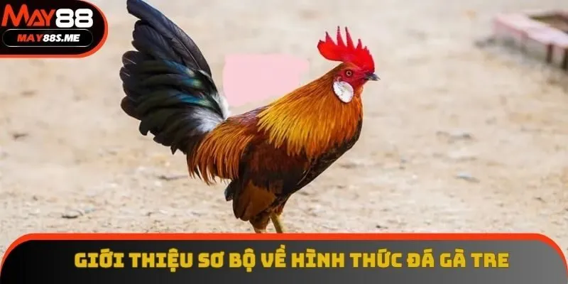 Giới thiệu sơ bộ về hình thức đá gà tre Giới thiệu sơ bộ về hình thức đá gà tre