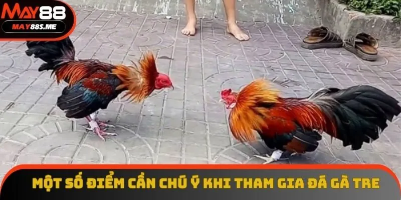 Một số điểm cần chú ý khi tham gia đá gà tre Một số điểm cần chú ý khi tham gia đá gà tre