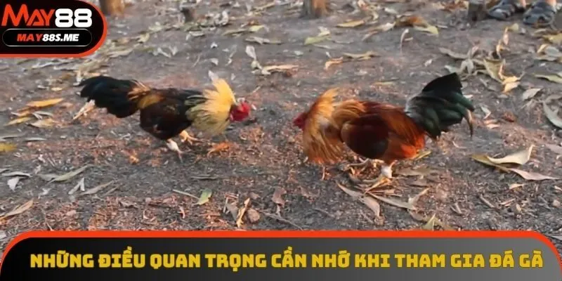 Những điều quan trọng cần nhớ khi tham gia đá gà Những điều quan trọng cần nhớ khi tham gia đá gà
