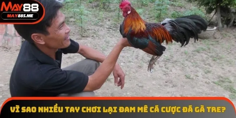 Vì sao nhiều tay chơi lại đam mê cá cược đá gà tre? Vì sao nhiều tay chơi lại đam mê cá cược đá gà tre?